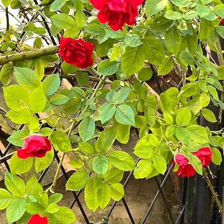 Tallinnhousing Old Town Elegance Vana-viru 아파트 *