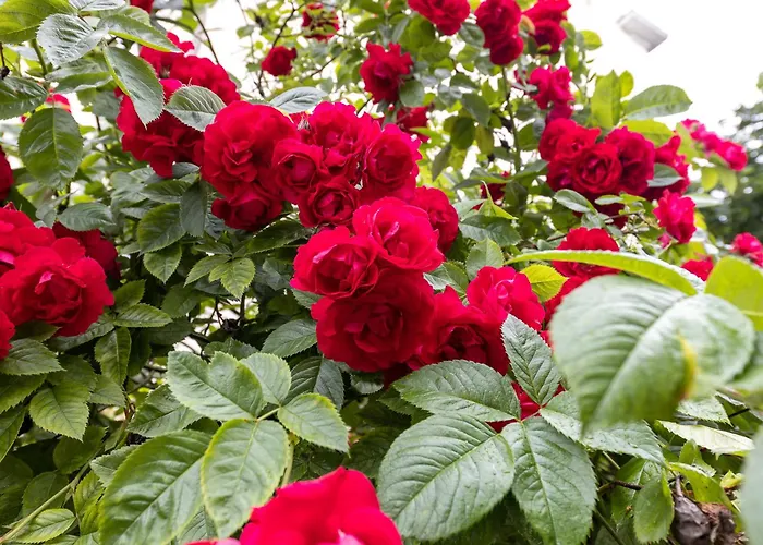 Appartement Tallinnhousing Old Town Elegance Vana-viru *