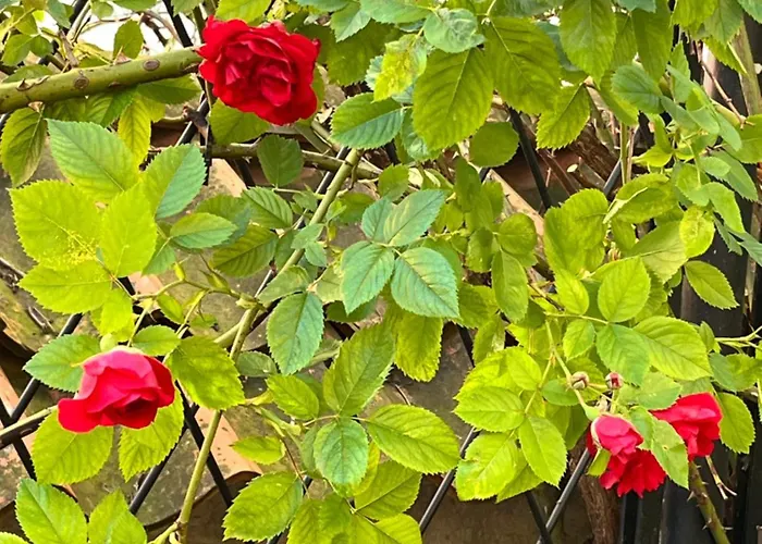 Tallinnhousing Old Town Elegance Vana-viru Daire *